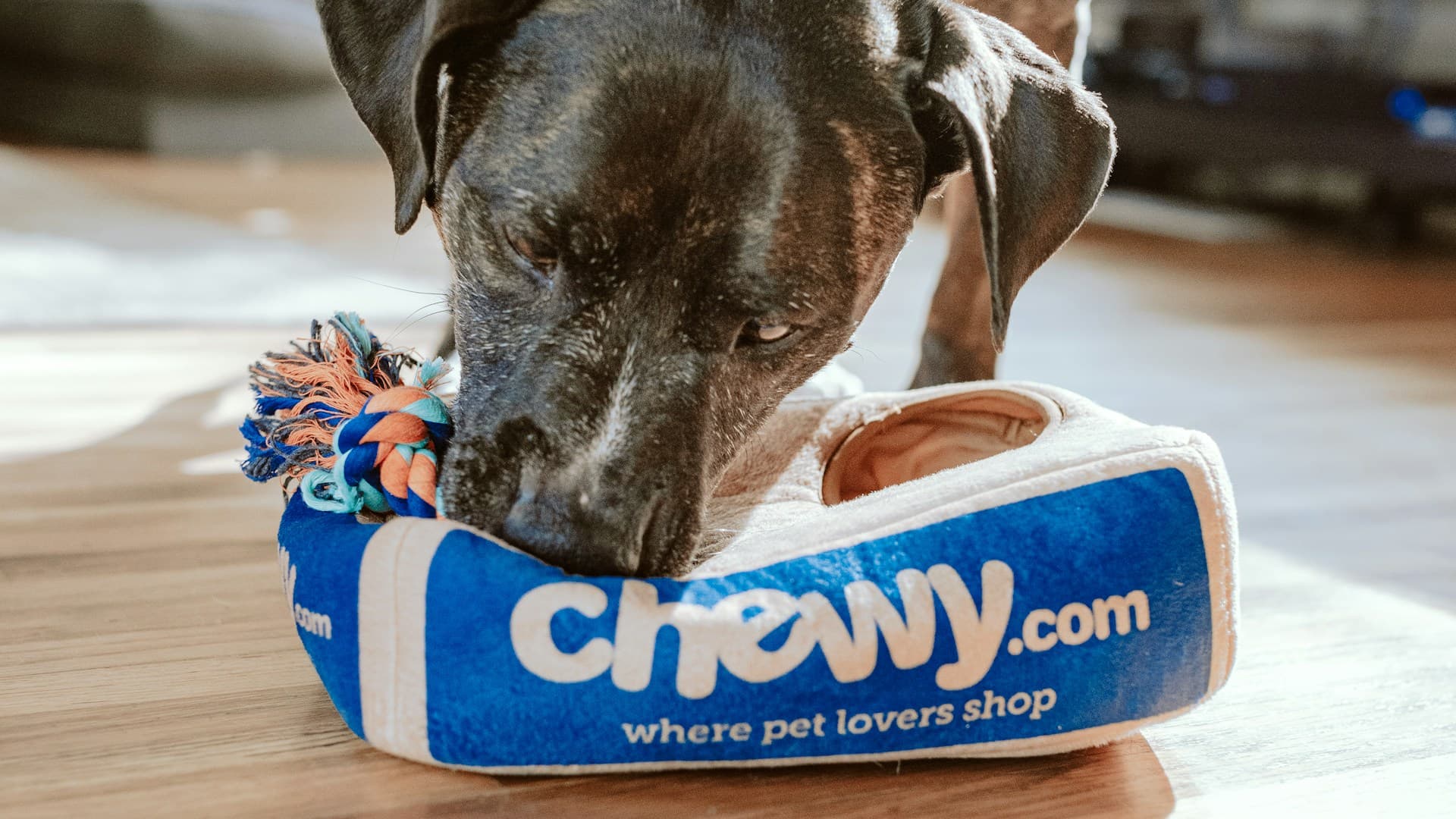 Hoteles para mascotas y alojamiento